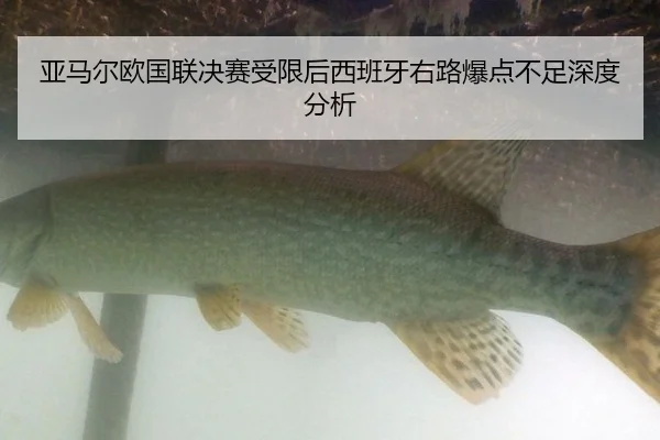 ya-ma-er-ou-guo-lian-jue-sai-shou-xian-hou-xi-ban-ya-you-lu-bao-dian-bu-zu-shen-du-fen-xi-2-399.jpg